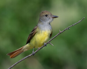 Great Crested Flycatcher