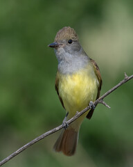 Great Crested Flycatcher