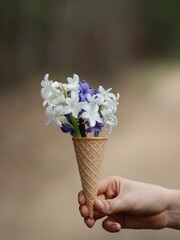Hand holding colorful hyacinths in an ice cream cup