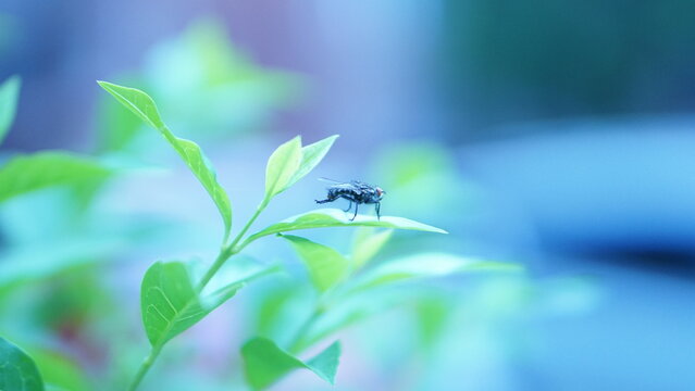 Fly rubbing its legs together in Queens, NY