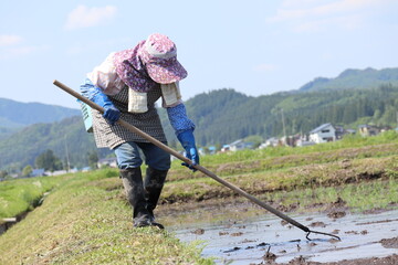 田植え作業をしている女性　水田　農業
