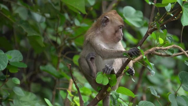 A Long-Tailed Macaque Perched On A Tree Branch During The Day. Full Shot