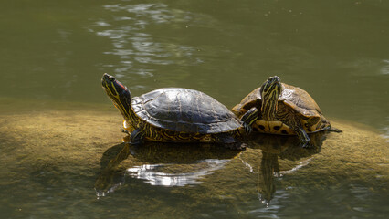 two red eared turtles taking the sun