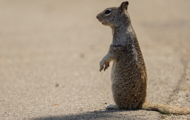 standing squirrel on the ground