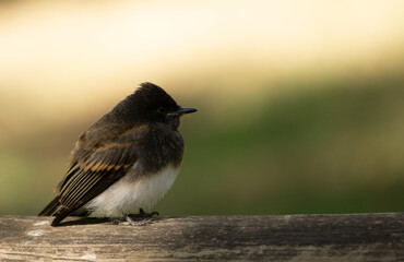 black phoebe bird on a fence