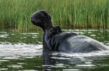 black swimming