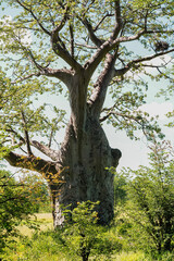 old oak tree