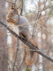 The squirrel with nut sits on tree in the winter or late autumn