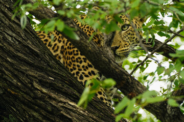 leopard in tree