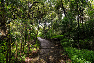 Naklejka premium path in the forest