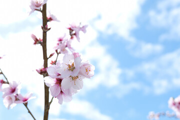 almond flower