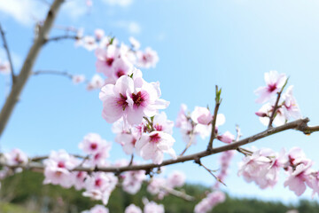 almond flower
