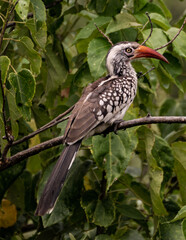 red billed hornbill
