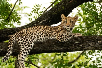 Printed kitchen splashbacks Leopard leopard in the tree
