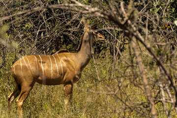 a pair of wildebeest