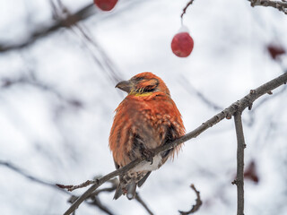 Red Crossbill male sitting on the tree branch and eats wild apple berries. Crossbill bird eats berries.