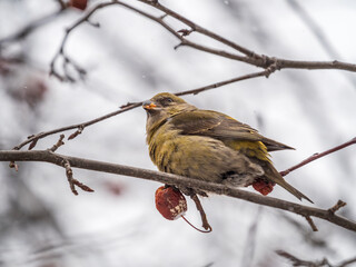 Red Crossbill female sitting on the tree branch and eats wild apple berries. Crossbill bird eats berries.