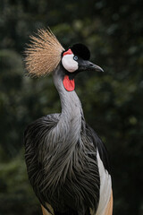 Fototapeta premium Close up portrait of Grey Crowned-Crane (Balearica Regulorum) Bird with eye closed