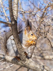The squirrel with nut sits on tree in the winter or late autumn