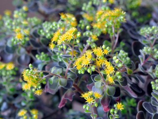 Aichrizon, the tree of love. Flower with small yellow Chlorophytum flowers.