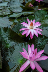 Close up view of couple of pink waterlily that hasn't fully bloomed above the leaves around Dusun Bambu, Lembang