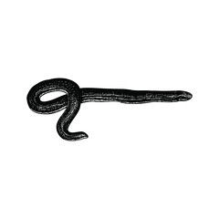 Fototapeta premium Caecilian illustration isolated on background