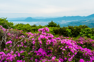経塚山のミヤマキリシマ