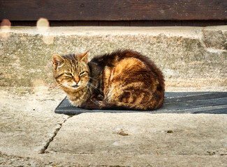 Content tabby domestic cat, Felis catus, dozing sleepily on a mat in front of a wall in the midday...