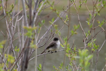 Bird Resting On A Branch, Gold Bar Park, Edmonton, Alberta