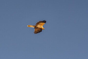 Whistling Kite flying over the Murray River in South Australia