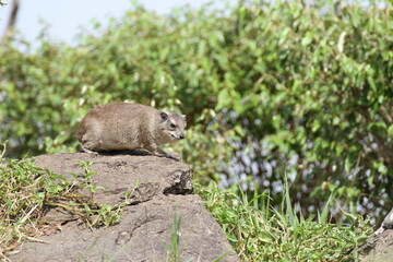 ジャンプするか悩むハイラックス