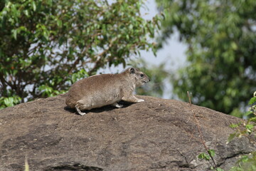 岩の上のハイラックス