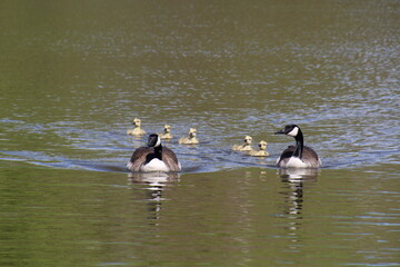 Family Of Geese Swimming, Pylypow Wetlands, Edmonton, Alberta