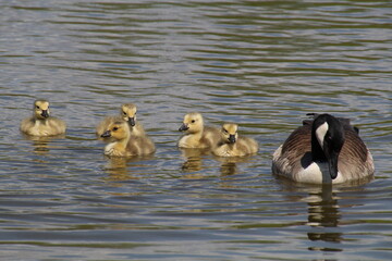 Gosling On The Lake, Pylypow Wetlands, Edmonton, Alberta