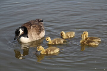 country goose family