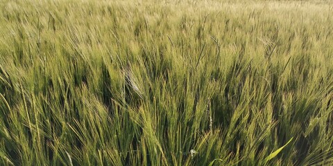 green wheat field