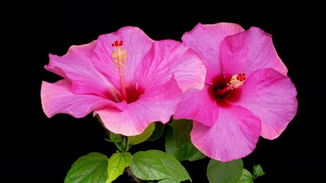 Timelapse of two beautiful pink hibiscus flowers blooming on black background, close up. Two pink hibiscus flowers open simultaneously. Springtime. Mother's day, Holiday, Love, birthday, Easter