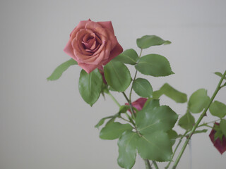 Close-up photo of an elegant pink rose in a glass vase on a white background	