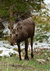 adolescent moose grazing in the willows during a late spring snowstorm in rocky mountain national park near estes park, colorado