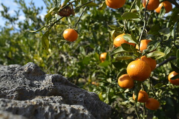 한국 귤 나무