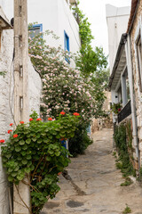 Street with flowers in the village