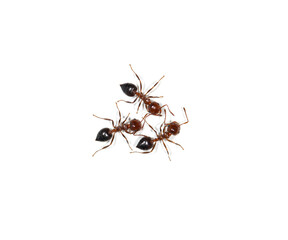 small ants on a white background