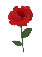 赤い薔薇のイラスト