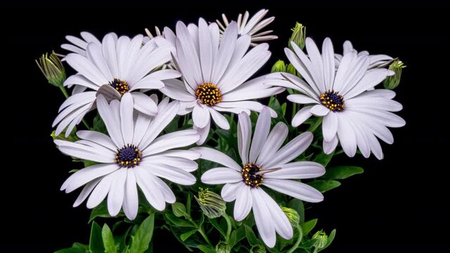 Timelapse of white daisies blooming on black background. Easter, Birthday, Happy Women's Day, Mother's Day.