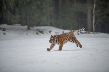 Siberian Tiger running in snow. Beautiful, dynamic and powerful photo of this majestic animal. Set in environment typical for this amazing animal. Birches and meadows