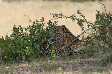 Panthera Paradus Kotiya (Sri Lanka Leopard), posing for the camera.