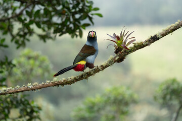 beautiful colored plate-billed mountain toucan (Andigena laminirostris) sitting n the branch very near in the cloud forest