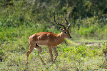 Naklejka na ściany i meble Impala (Aepyceros melampus) Maasai Mara, Kenya.