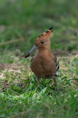 African Hoepoe (Upupa africana), Okavango, Moremi Game Reserve, Botswana.