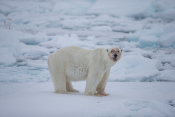 Polar Bear (Ursus maritimus) Spitsbergen North Ocean